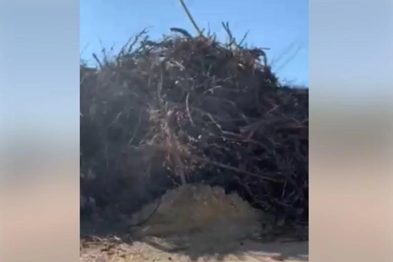 Μάτι: Άρχισε ο καθαρισμός του οικοπέδου με τους 20.000 τόνους καμμένων (βίντεο)